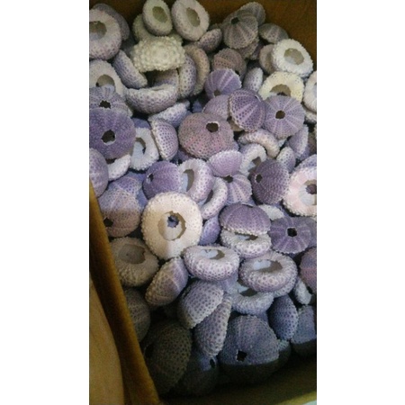 Jual KERANG LANDAK BULU BABY HIAS WARNA UNGU PER pcs | Shopee Indonesia