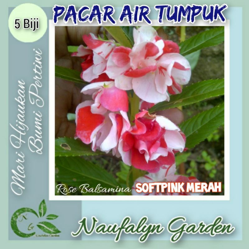 Jual 5 Benih Bunga Pacar Air Tumpuk Softpink Merah Rose Balsamina Benih ...