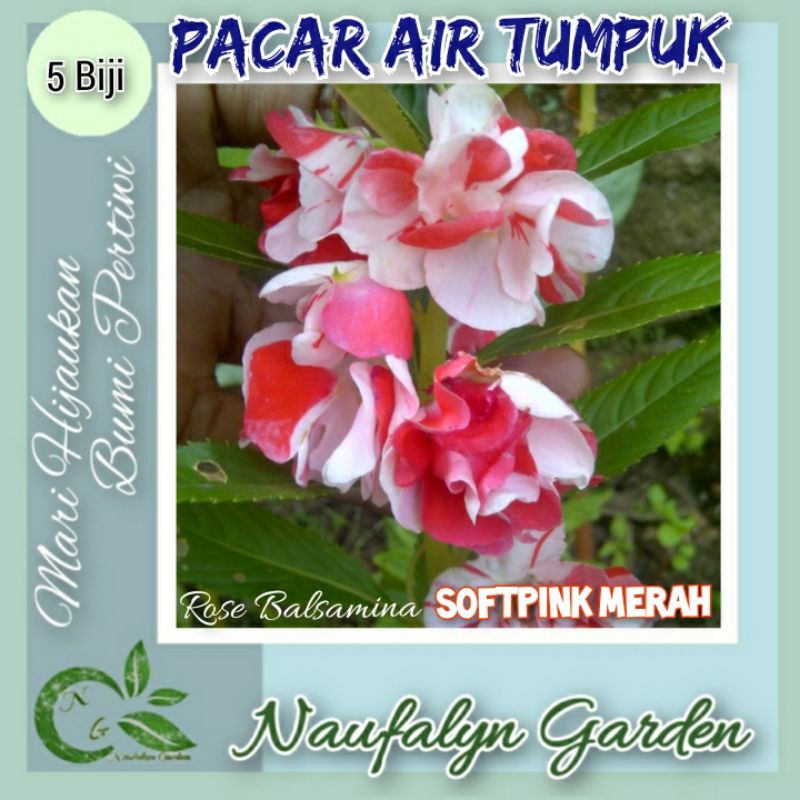 Jual 5 Benih Bunga Pacar Air Tumpuk Softpink Merah Rose Balsamina Benih