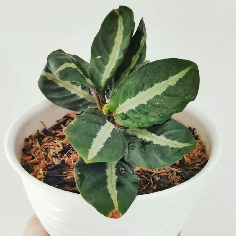 Jual Tanaman Hias Calathea Undulata - Calathea Undulata | Shopee Indonesia