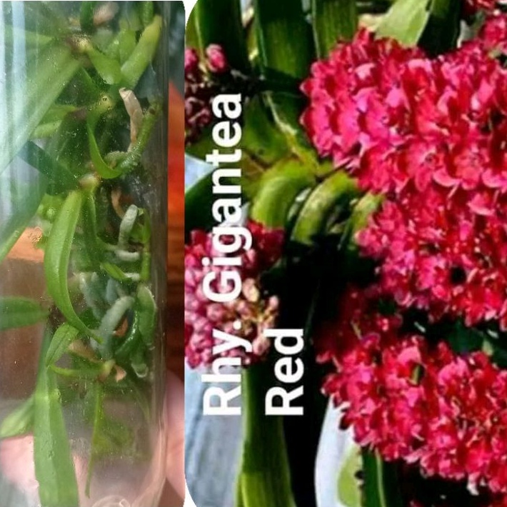Jual botolan rhy gigantea | Shopee Indonesia