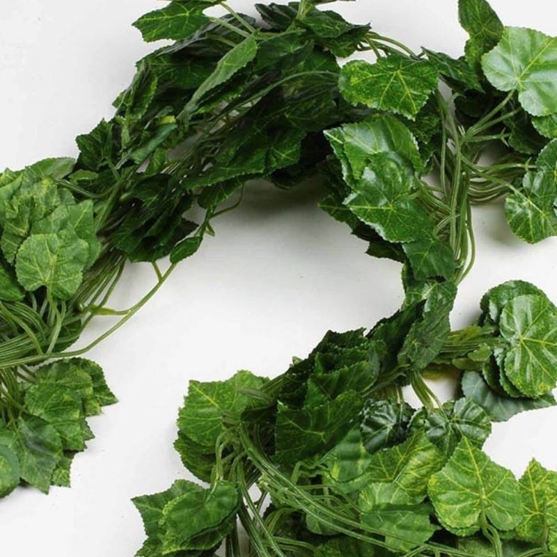 Jual Daun Rambat Anggur | Shopee Indonesia