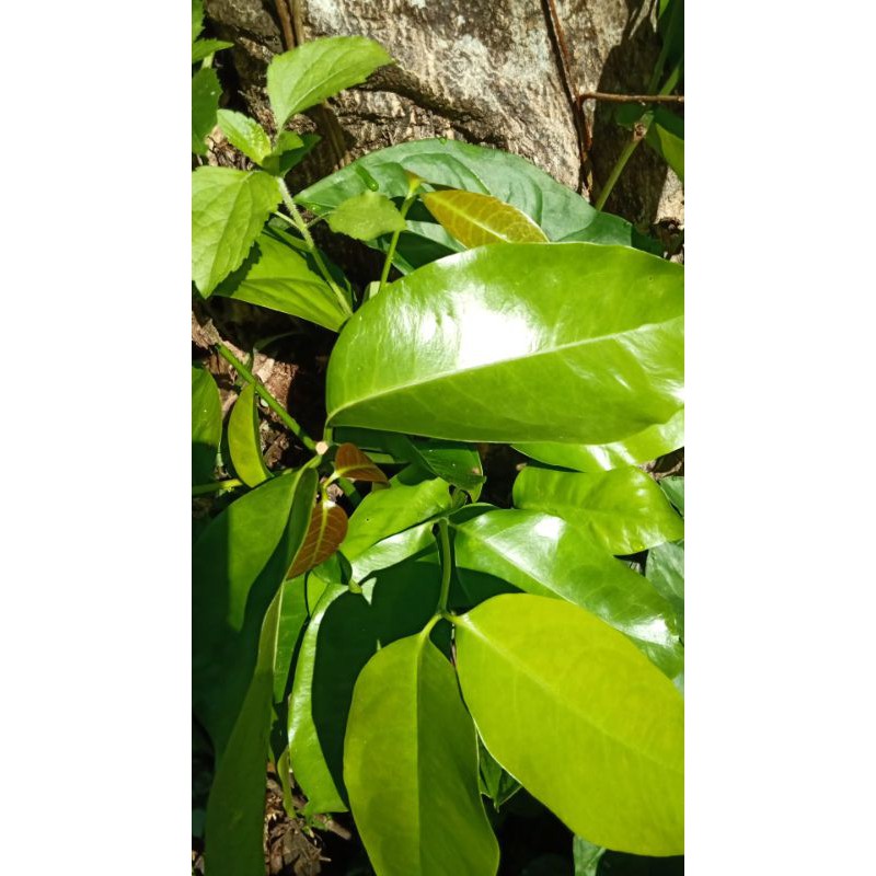 Jual Jual Daun Melinjo Atau Tangkil Segar Gr Shopee Indonesia