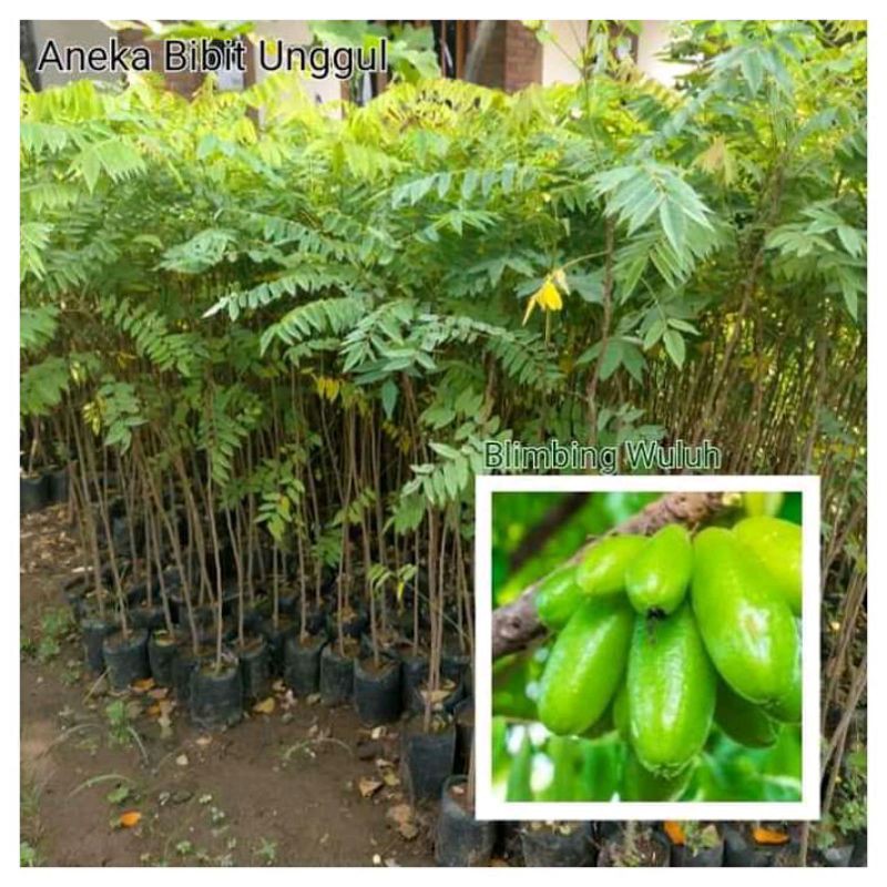 bibit belimbing wuluh/ belimbing sayur