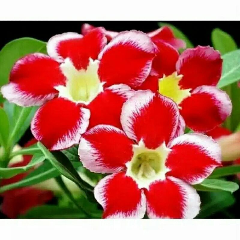 Jual Bibit Tanaman Hias Adenium Bunga Tumpuk Merah Putih Shopee Indonesia