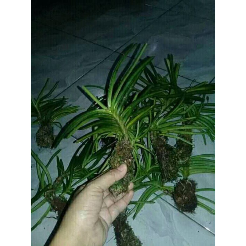 Jual Vanda Mini Ascocentrum | Shopee Indonesia