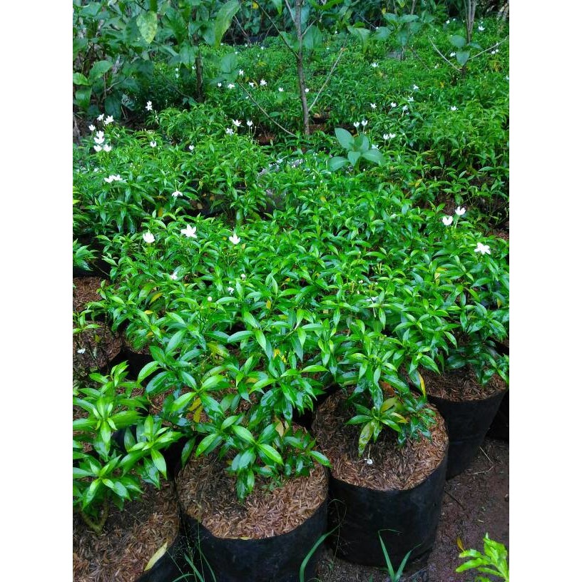 Jual pohon rombusa mini hijau | saberna hijau tanaman perdu | Shopee ...