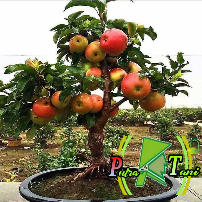 Jual Bibit Apel Merah (fuji) Super Manis Cepat berbuah Bisa tambulapot ...