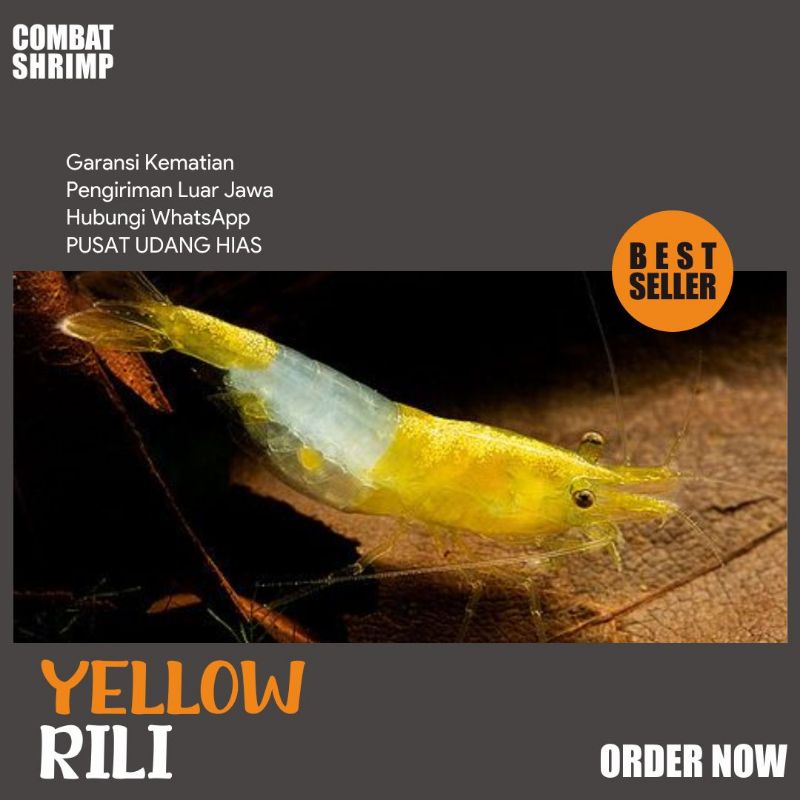 Jual Udang Hias Yellow Rili Berkualitas Bergaransi Untuk Aquascape ...