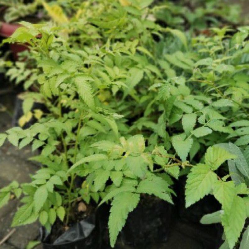Jual DIARY PETANI - Tanaman Raspberry Hutan atau Arbei Merah Premium ...