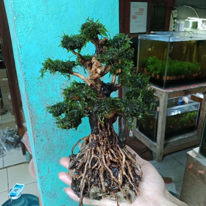 Jual Pohon Bonsai Aquascape Aquarium Tree On A Stone 044 Shopee Indonesia