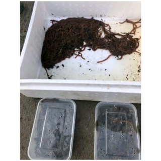 Jual CACING LAUT CACING NAGA KHUSUS KEMASAN 1 KG (4 box ) | Shopee ...