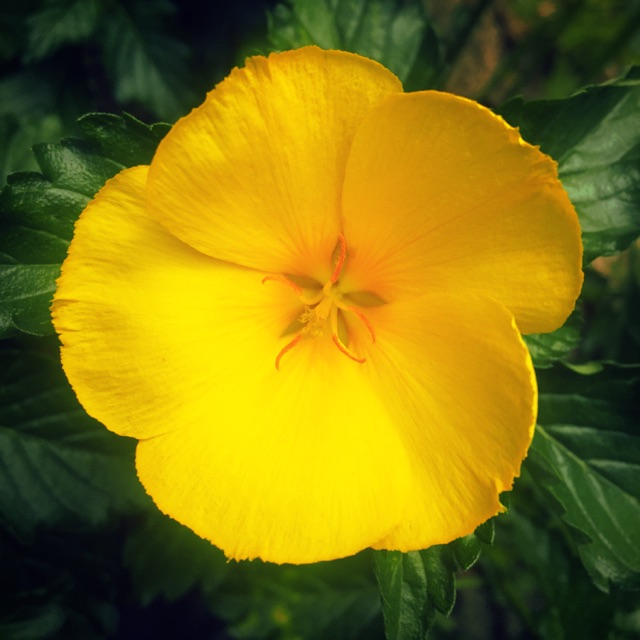 Jual Tanaman hias bunga yolanda buttercup kuning | Shopee Indonesia
