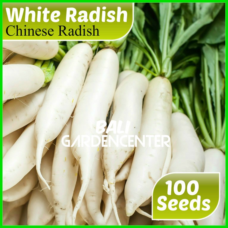 Jual Isi 100 Benih Biji Lobak Putih White Radish Import Shopee