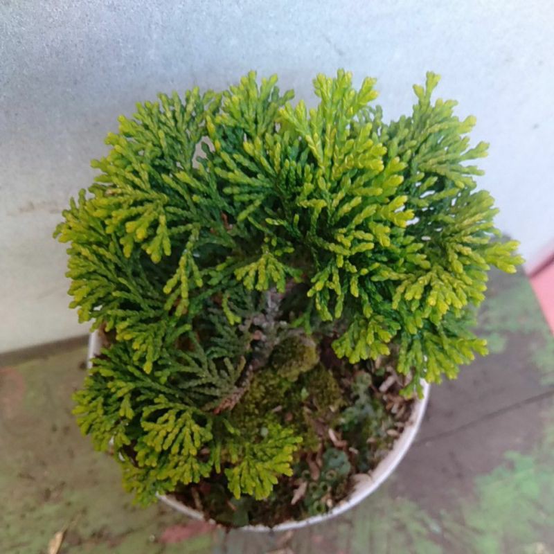 Jual cemara inoki besar | Shopee Indonesia