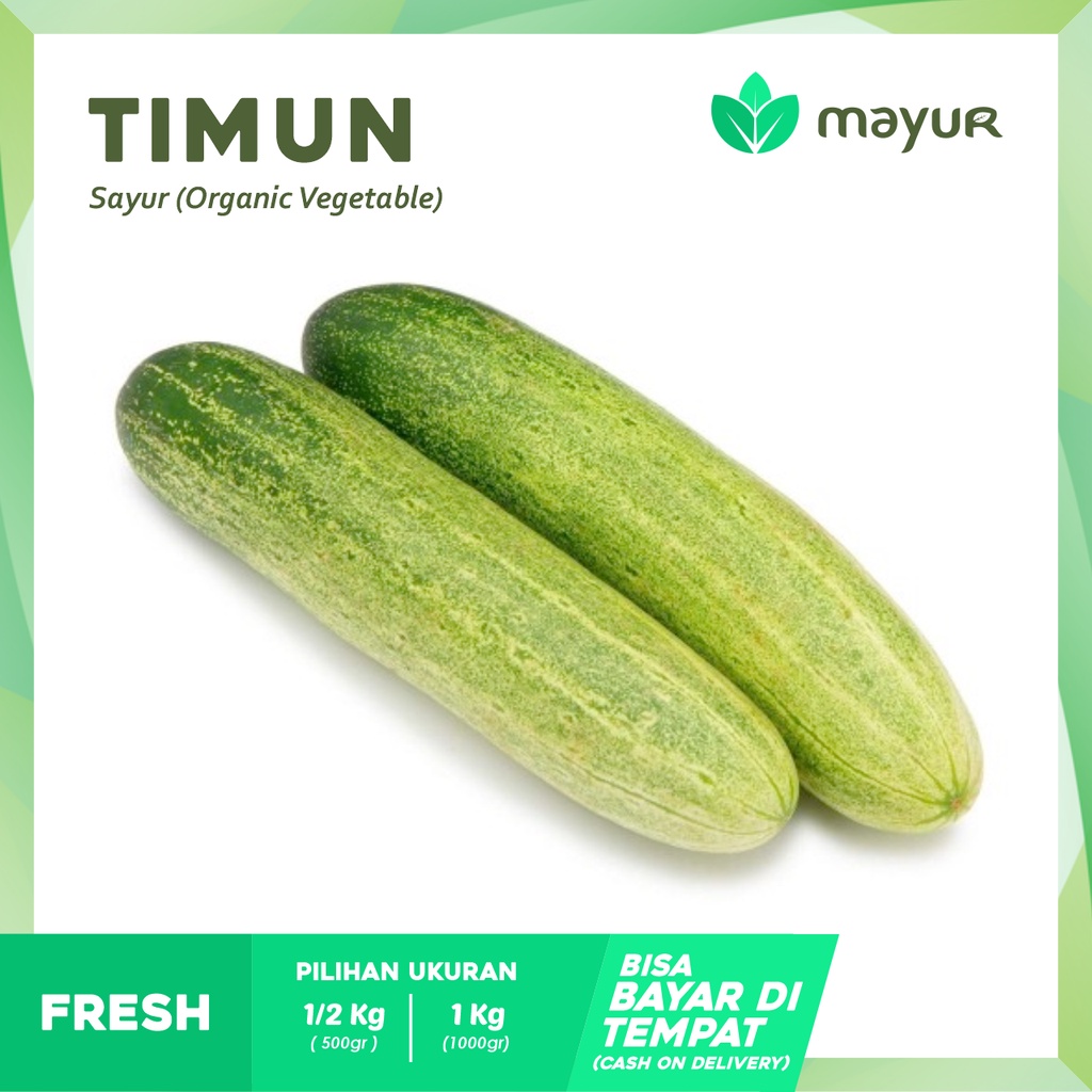 Jual Timun Segar ( 500gr | 1kg ) | Shopee Indonesia