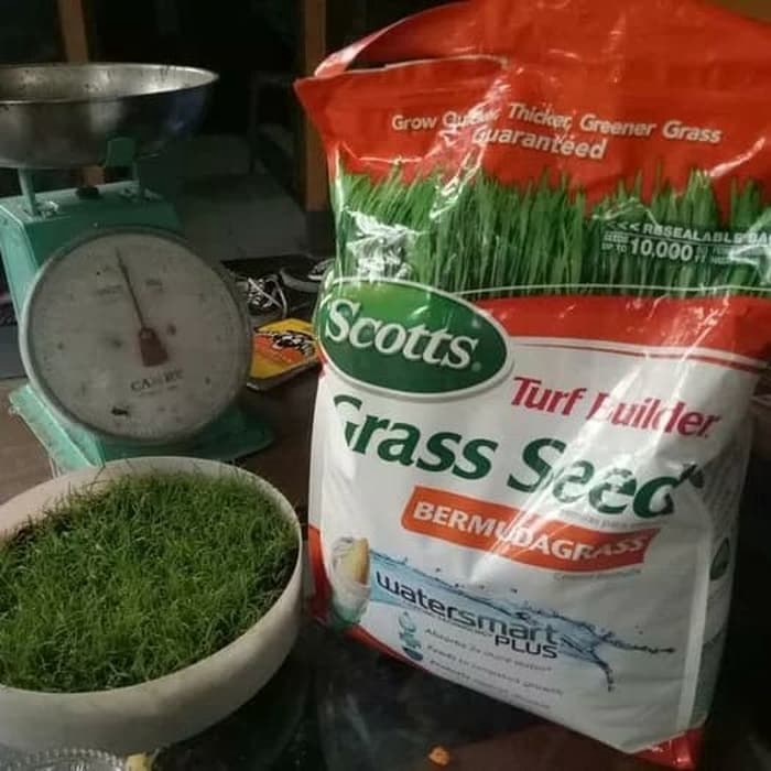 Jual Benih Rumput Biji Rumput Bermuda Grass Swiss Jepang Golf 1