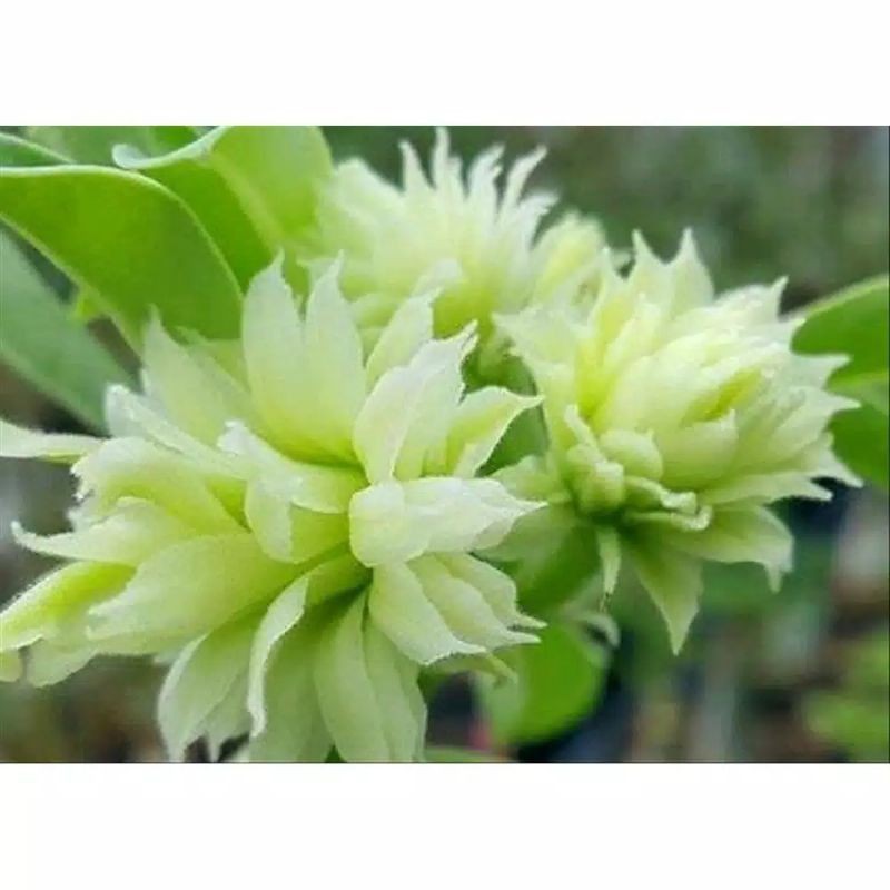 Jual pohon adenium green elf / tanaman hias adenium bunga tumpuk ...