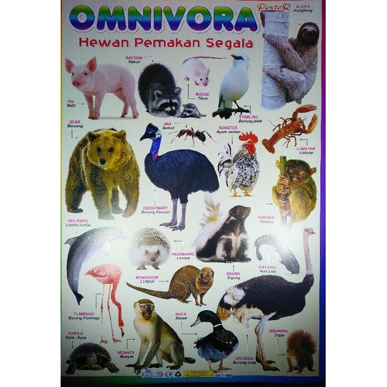 Jual POSTER EDUKASI SERI HEWAN | Shopee Indonesia