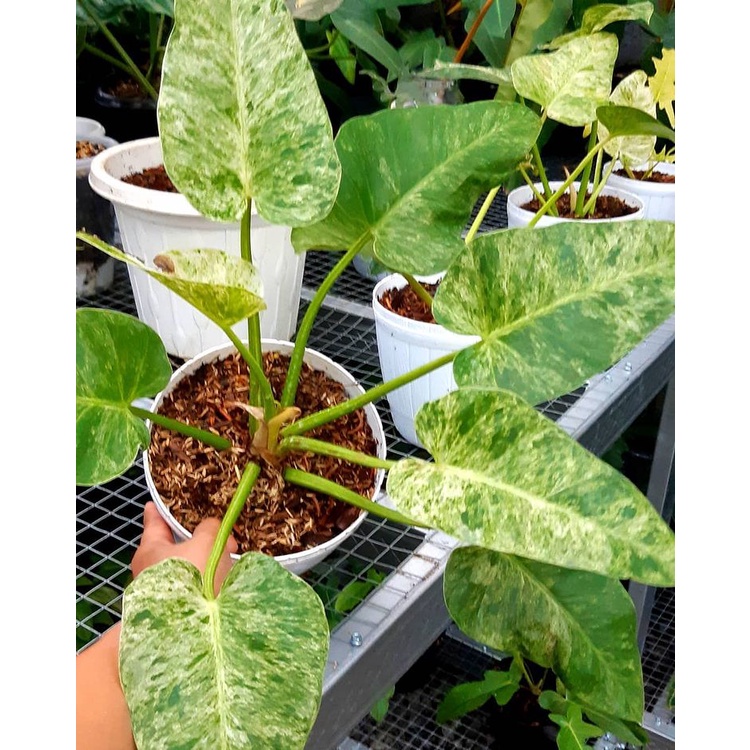 philodendron malay gold vs lemon lime Philodendron 'Golden Goddess' or Philodendron 'Malay Gold'  Spilled Dirt  Nursery
