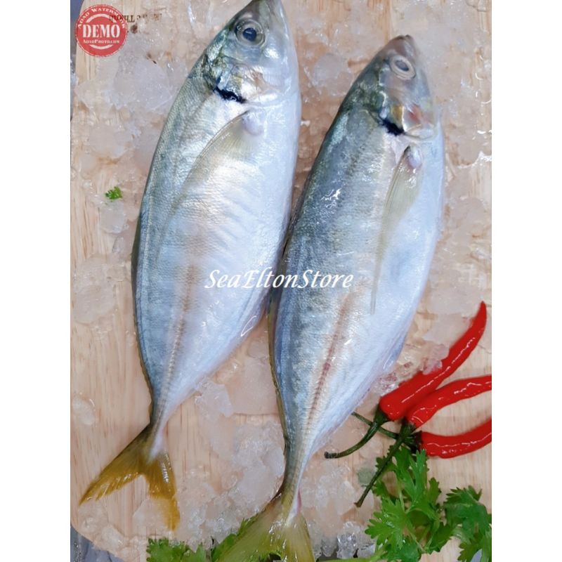 Jual Ikan Kembung segar Como Hasil Laut Segar Fresh | Shopee Indonesia