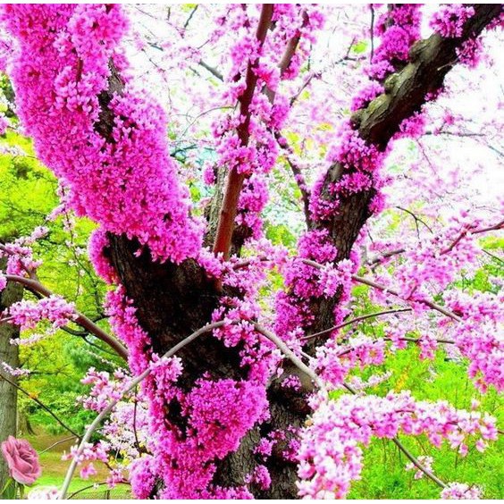 Jual Biji Pohon Judas Tree Showy Flower - Bibit Tanaman Pohon Judas ...