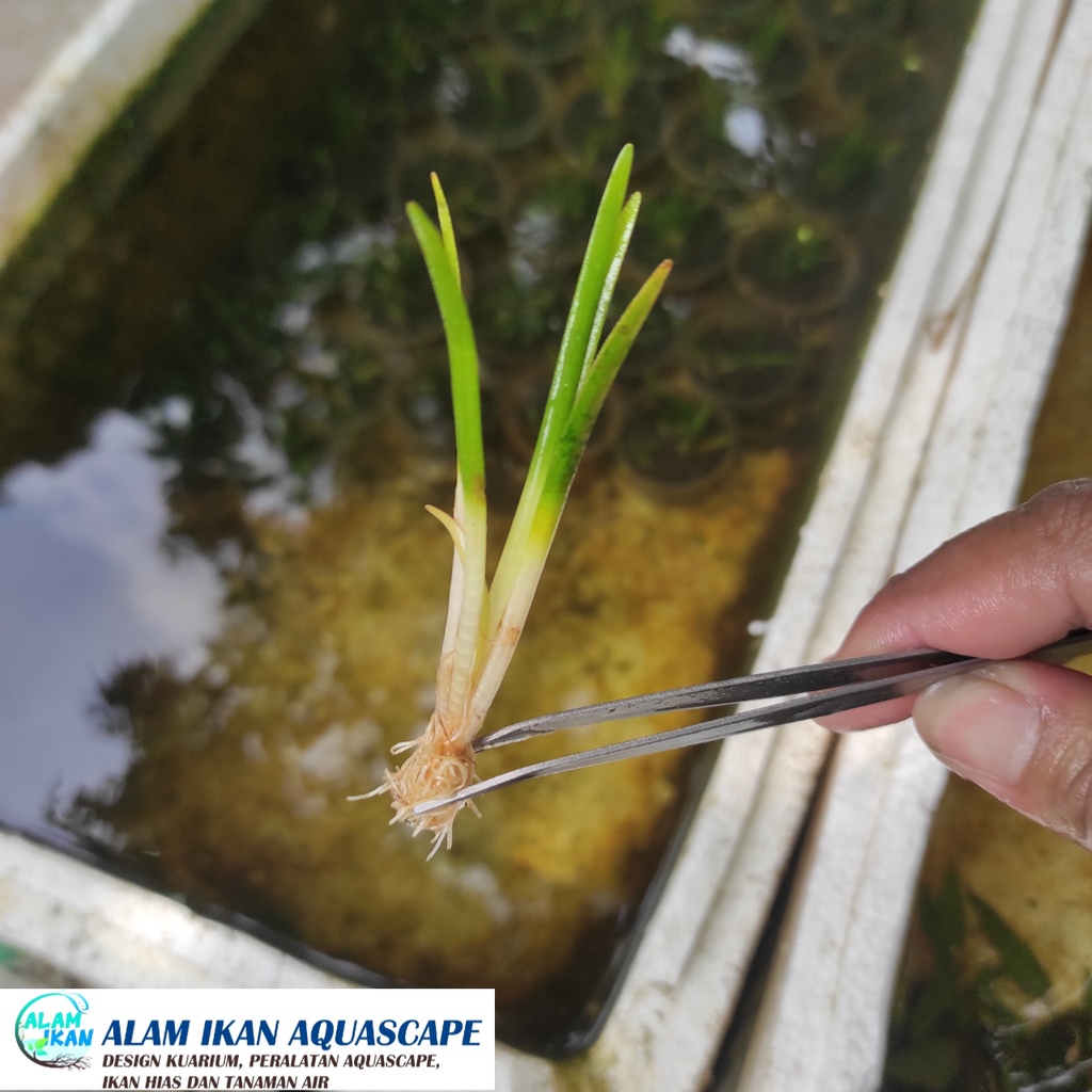 Jual Sagittaria subula tanaman karpet tinggi 3cm-7cm | Shopee Indonesia