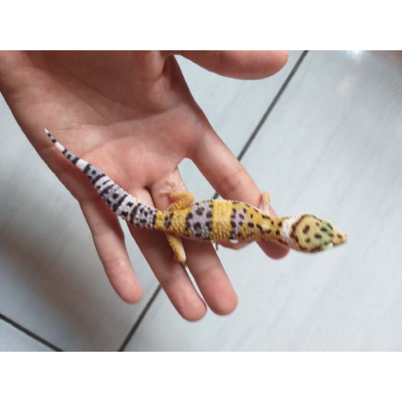 Jual Leopard gecko giant normal type dan bell lavender | Shopee Indonesia
