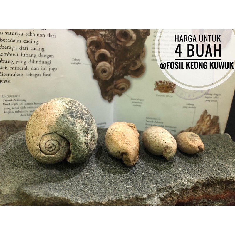 Jual Fosil Keong Kuwuk B91 atau Fosil Keong Buntat atau Fosil Kol ...