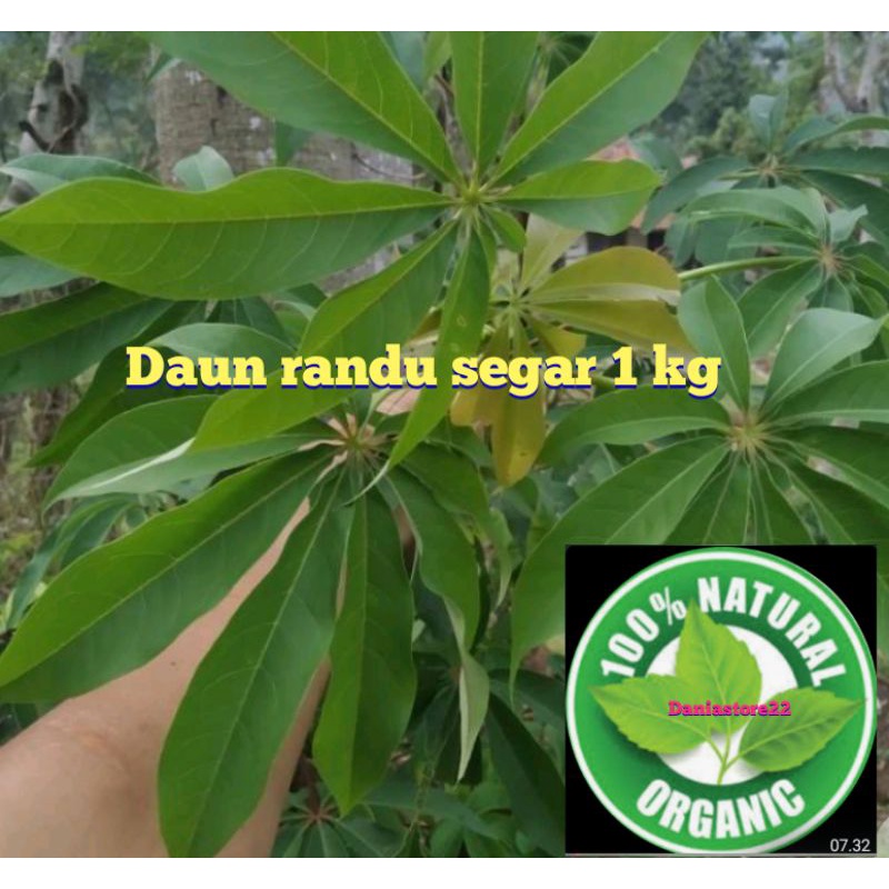 Jual daun randu segar 1 kg | Shopee Indonesia