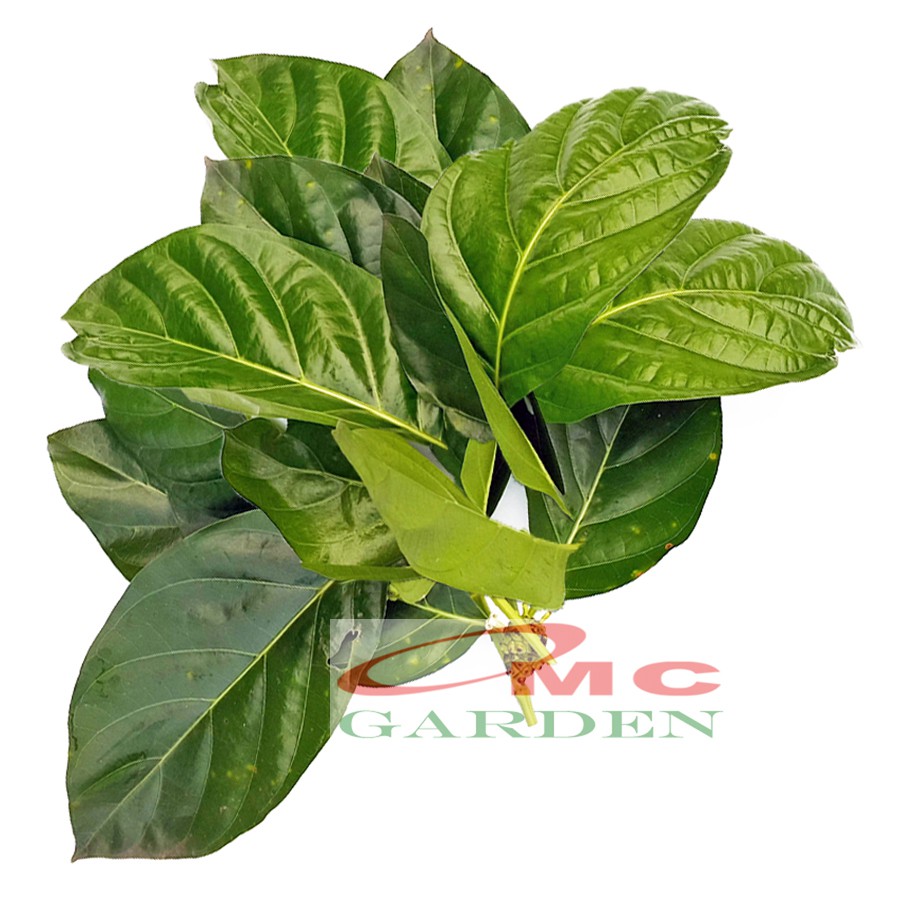 Jual Daun Mengkudu Segar Noni Pace Tanaman Obat Herbal 100 Gram MKDD