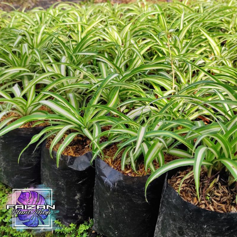 Jual Tanaman Hias Lili Paris Hawai Tanaman Lili Paris Tanaman Hias Lili Paris Spider Plant