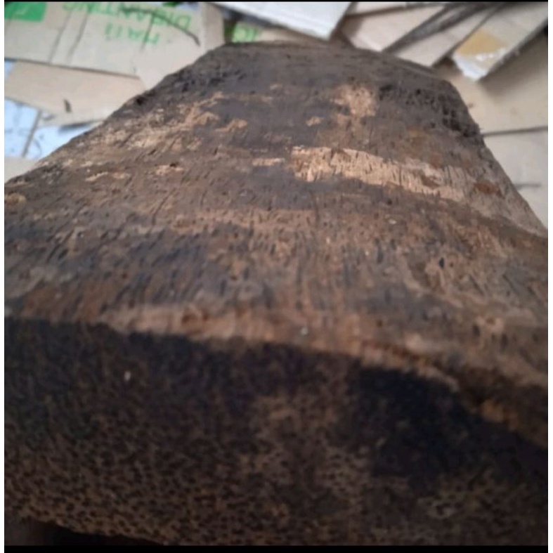 Jual belahan katu ruyung atau batang kayu pohon aren, panjang 35 cm ...