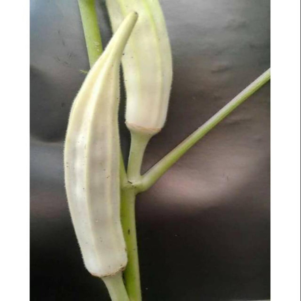 Jual Bibit Benih Biji Sayur Okra Putih - Benih Sayur Okra Putih - Biji ...