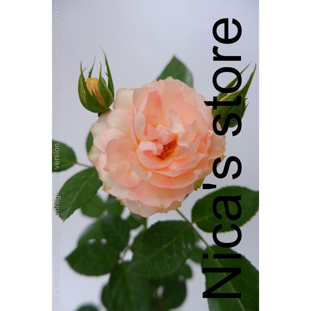 Jual Pohon Mawar Import Lovely Rokoko Wangi Merambat Kondisi Berbunga ...
