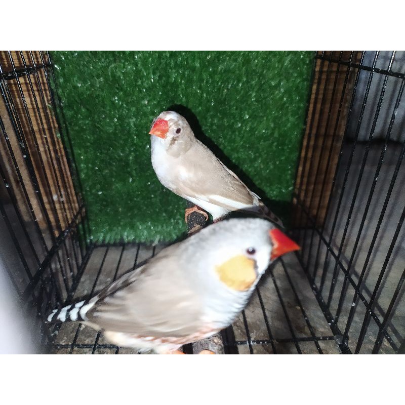Jual Sepasang burung Zebra finch ternakan size medium | Shopee Indonesia
