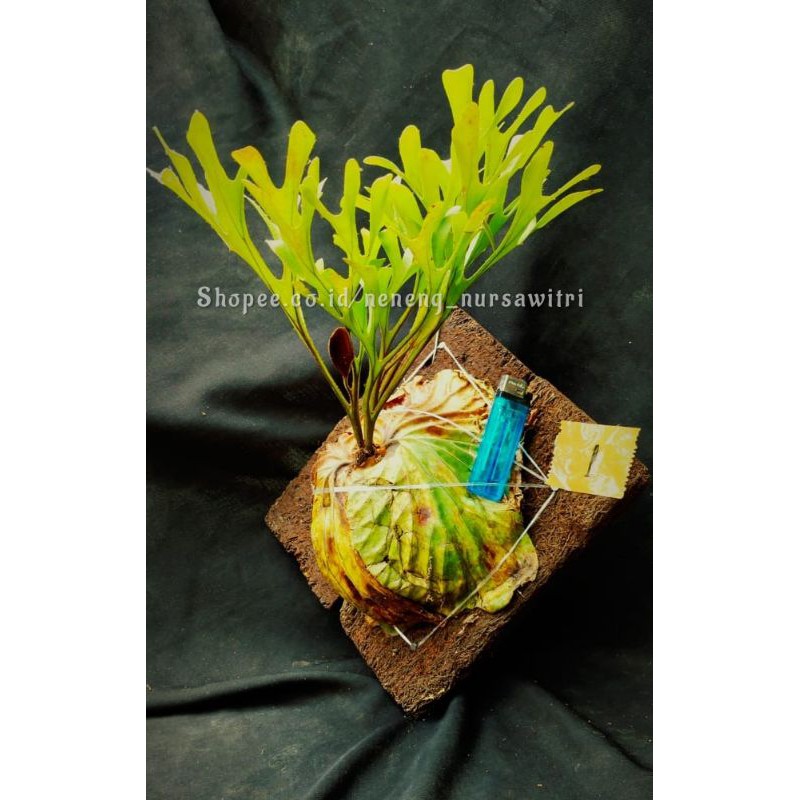 Jual Platycerium Ridleyi / Redleyi / Simbar menjangan Kalimantan ...
