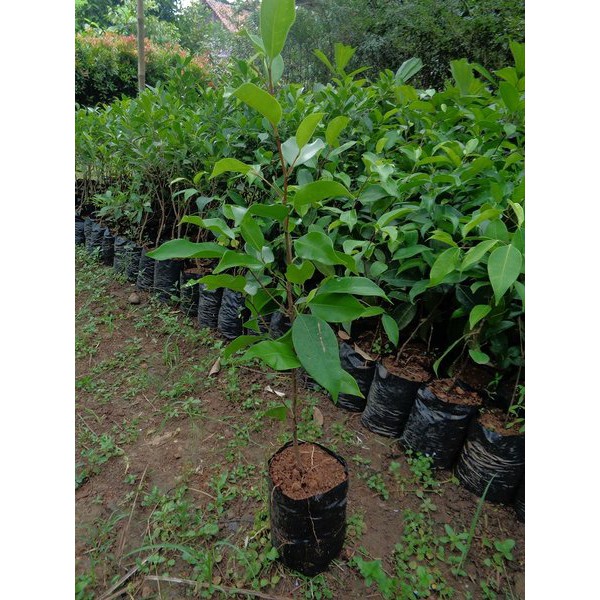Jual BIBIT BRINGIN PREH ATAU BRINGIN IPRIK | Shopee Indonesia