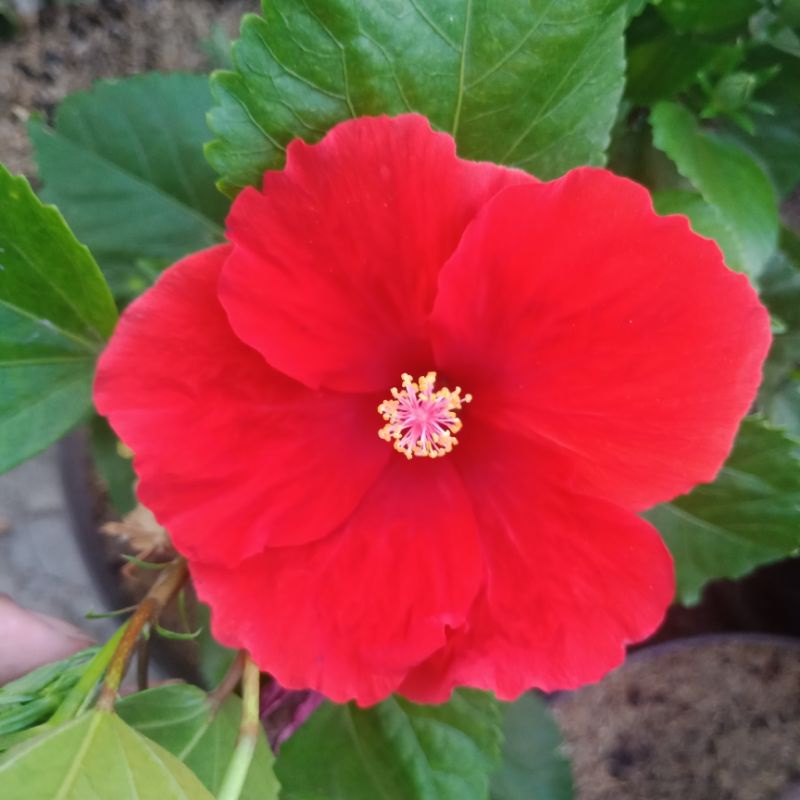 Jual Bunga sepatu Hibiscus Red Ruby tanaman hias rajin berbunga ...