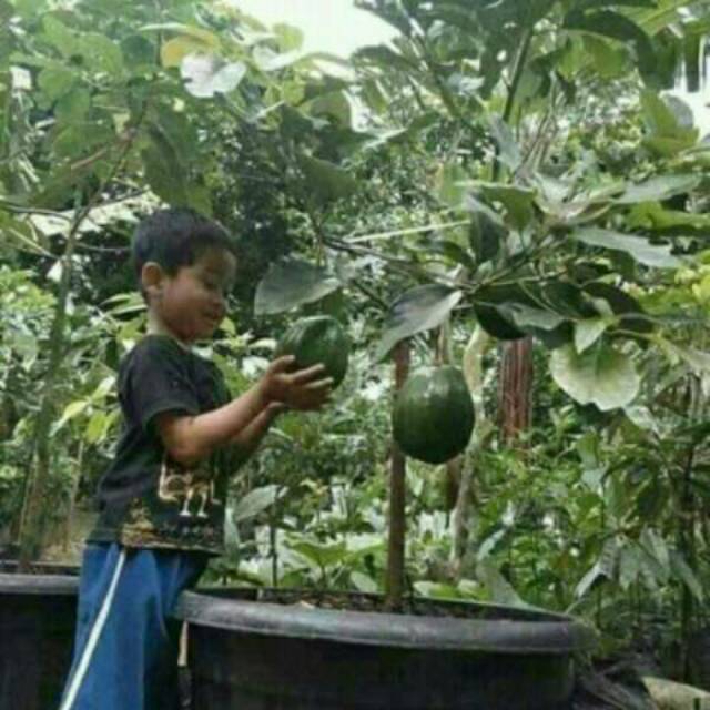 Jual Bibit Alpukat Mentega Jumbo Super Tinggi 100cm Shopee Indonesia