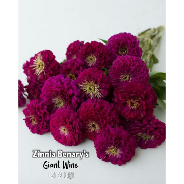 Jual Zinnia Benary's Giant Wine | Shopee Indonesia