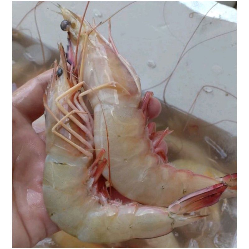 Jual Udang Jerbung Laut Segar Besar Murah 1 Kilogram Shopee Indonesia 