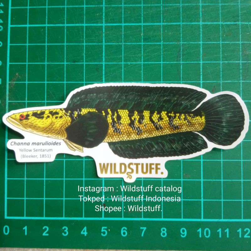 Jual Sticker Wildstuff Channa Marulioides Yellow Sentarum | Shopee ...