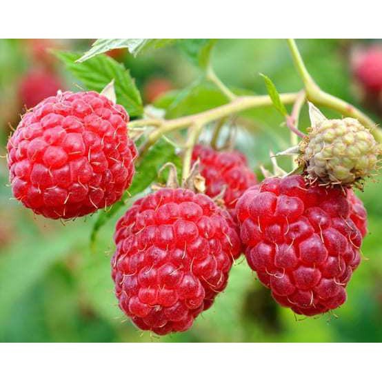 Jual 10 Biji Buah Raspberry Thornless Red Raspberry Fruits Seeds ...