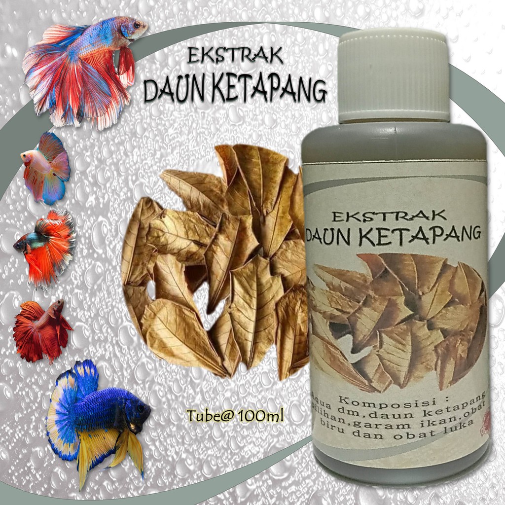 Jual Ekstrak Daun Ketapang Pilihan Dan Ekstrak Kayu Secang Yang Sudah