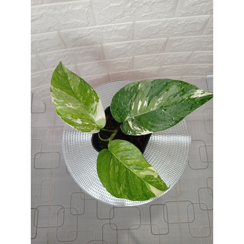 Jual Epipremnum pinnatum variegata | Shopee Indonesia