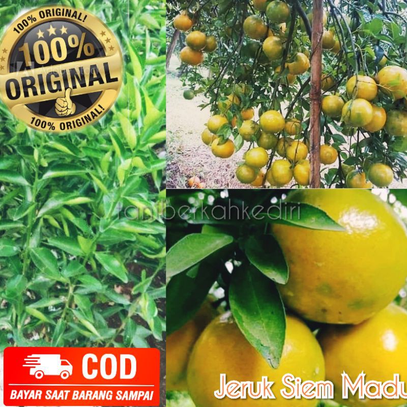 Jual Bibit Jeruk Siem Madu Manis Dan Cepat Berbuah Shopee Indonesia 0575