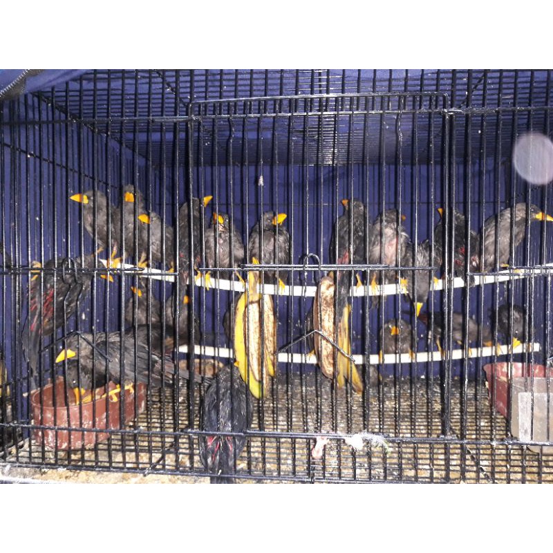 Jual burung rio rio | Shopee Indonesia