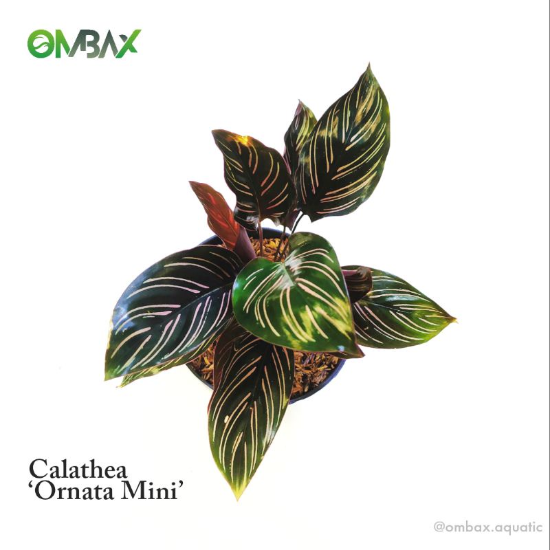 Jual Calathea 'Ornata mini' - Tanaman Hias / Paludarium / Indoor ...