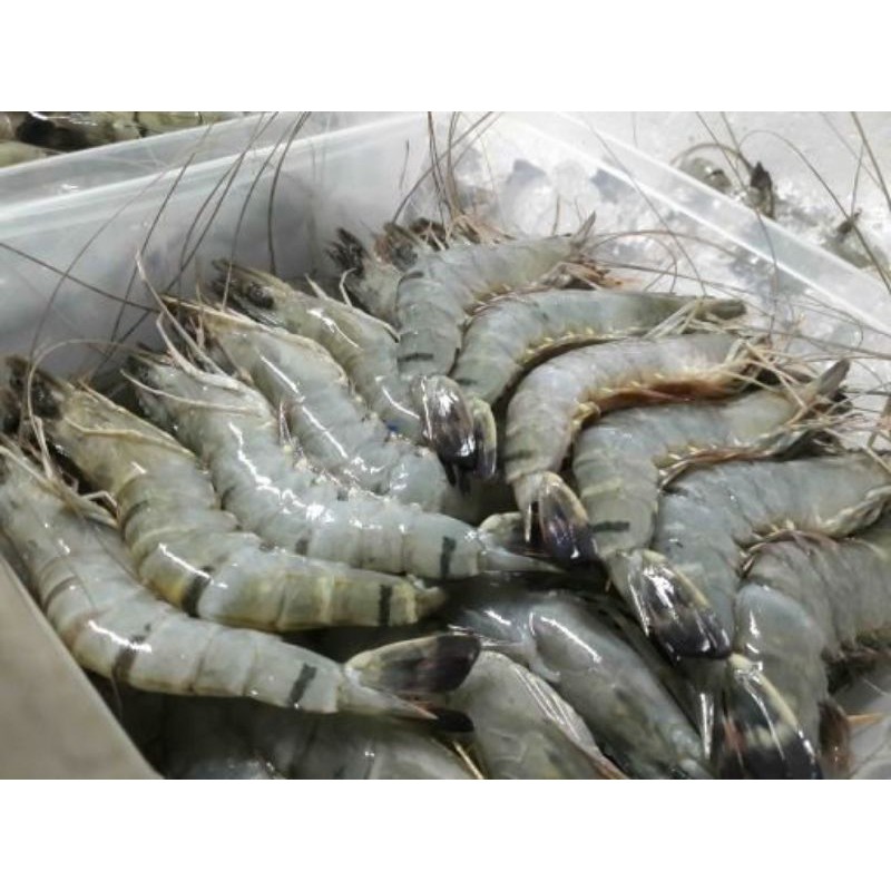 Jual Udang Tiger Udang Pancet Udang Windu Udang Segar Kg Shopee